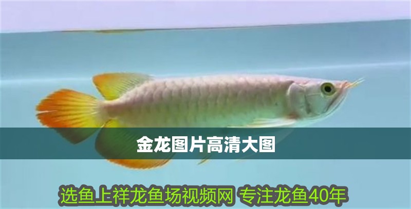 金龍圖片高清大圖