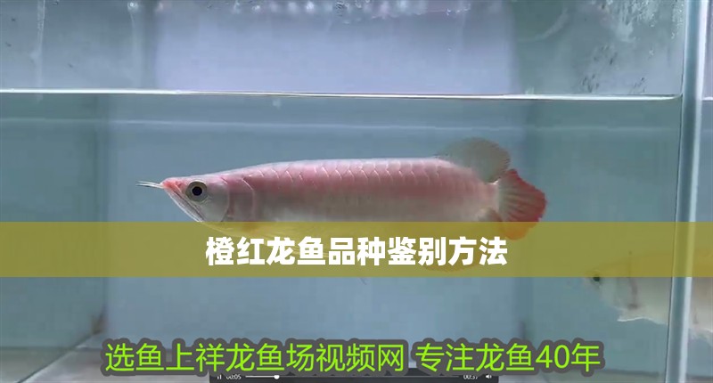 橙紅龍魚品種鑒別方法 橙紅龍魚品種鑒別方法 龍魚論壇