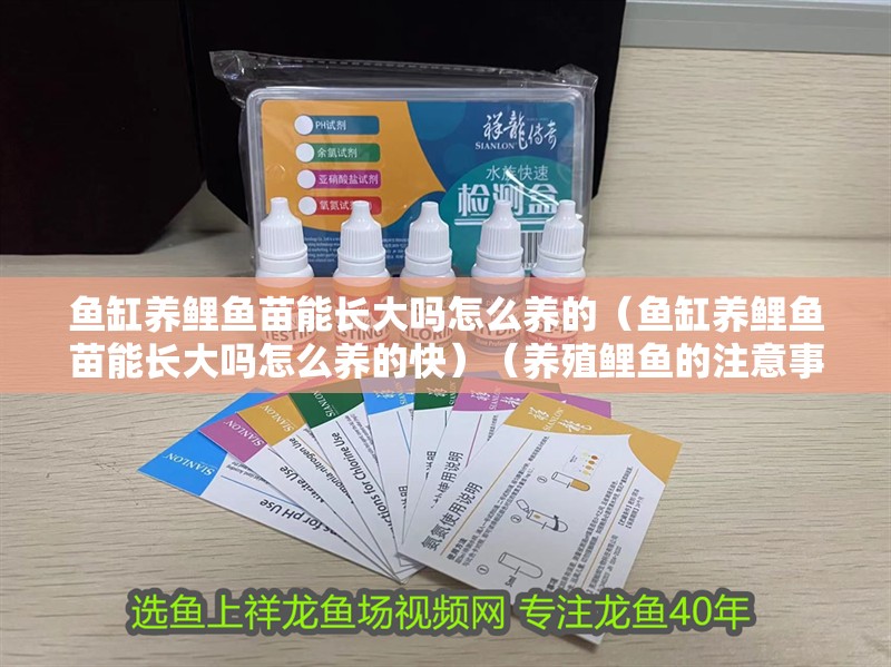 魚缸養鯉魚苗能長大嗎怎么養的（魚缸養鯉魚苗能長大嗎怎么養的快）（養殖鯉魚的注意事項） 魚缸養鯉魚苗能長大嗎怎么養的（魚缸養鯉魚苗能長大嗎怎么養的快）（養殖鯉魚的注意事項） 魚缸百科