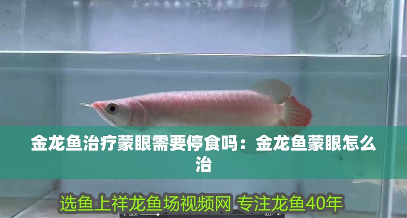 金龍魚治療蒙眼需要停食嗎：金龍魚蒙眼怎么治