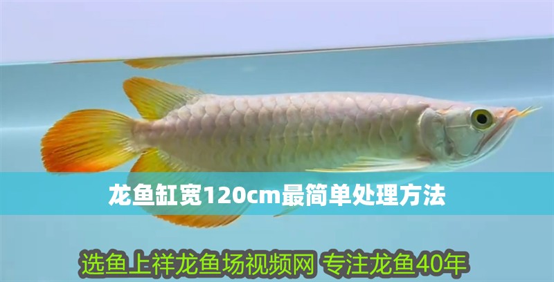 龍魚缸寬120cm最簡單處理方法