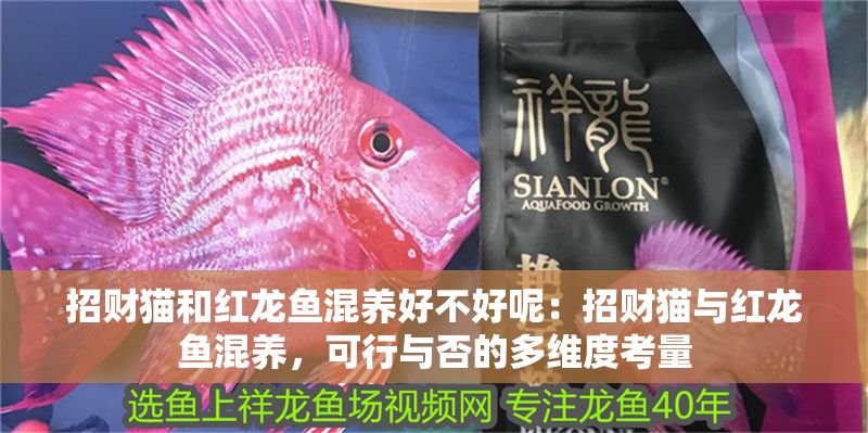 招財貓和紅龍魚混養好不好呢：招財貓與紅龍魚混養，可行與否的多維度考量