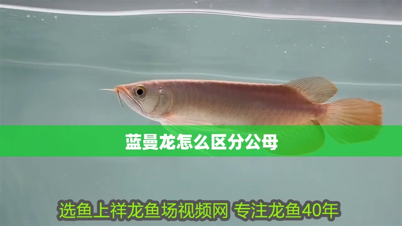 魚缸造景先放沙還是先放水(魚缸造景先鋪沙還是先放石頭) 藍曼龍怎么區分公母 龍魚論壇 藍曼龍怎么區分公母 藍曼龍怎么區分公母 龍魚論壇