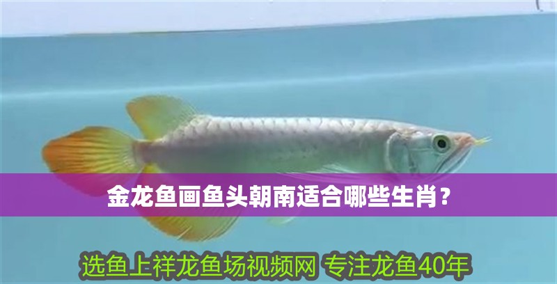 金龍魚畫魚頭朝南適合哪些生肖？
