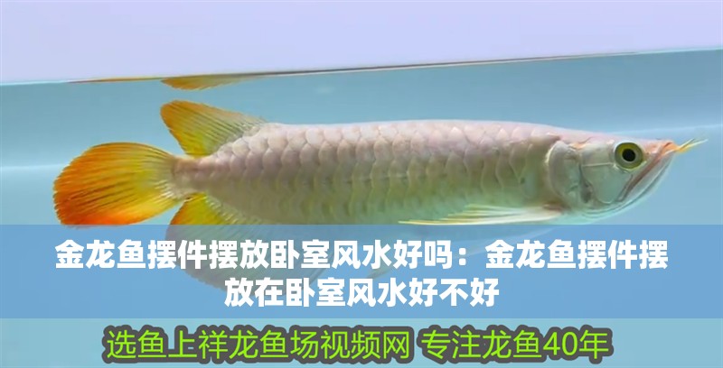 金龍魚擺件擺放臥室風水好嗎：金龍魚擺件擺放在臥室風水好不好