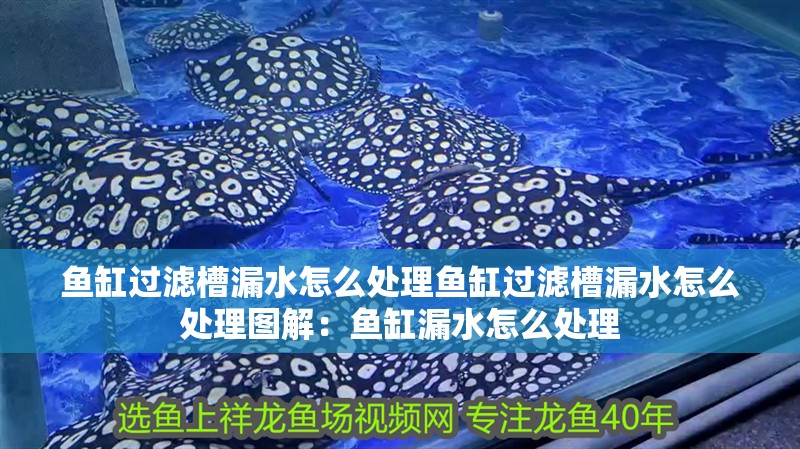 魚缸過濾槽漏水怎么處理魚缸過濾槽漏水怎么處理圖解：魚缸漏水怎么處理 魚缸過濾槽漏水怎么處理魚缸過濾槽漏水怎么處理圖解：魚缸漏水怎么處理 魚缸百科