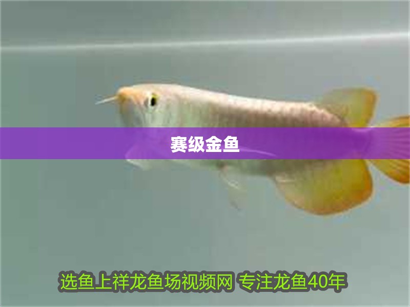 賽級金魚