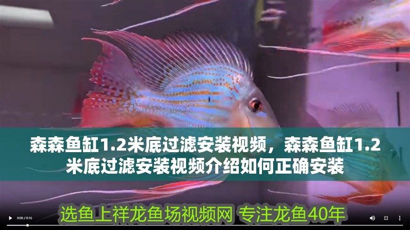 我的虎魚真菌感染了要怎么處理 森森魚缸1.2米底過濾安裝視頻,森森魚缸1.2米底過濾安裝視頻介紹如何正確安裝 魚缸百科 森森魚缸1.2米底過濾安裝視頻,森森魚缸1.2米底過濾安裝視頻介紹如何正確安裝 森森魚缸1.2米底過濾安裝視頻,森森魚缸1.2米底過濾安裝視頻介紹如何正確安裝 魚缸百科
