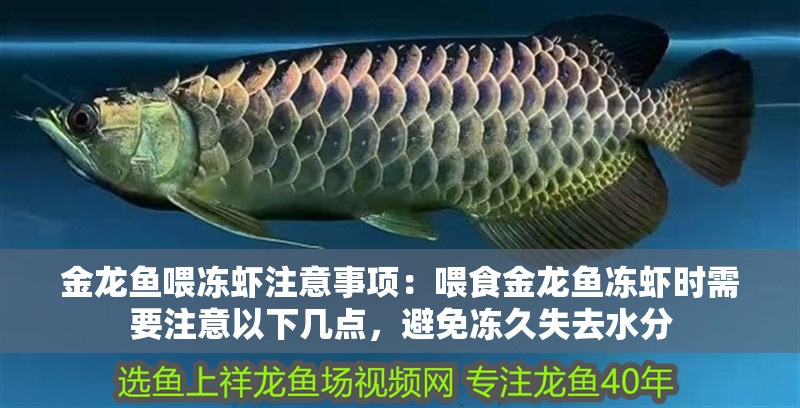 金龍魚喂凍蝦注意事項：喂食金龍魚凍蝦時需要注意以下幾點，避免凍久失去水分