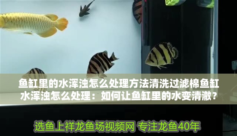 魚缸里的水渾濁怎么處理方法清洗過(guò)濾棉魚缸水渾濁怎么處理：如何讓魚缸里的水變清澈？ 魚缸里的水渾濁怎么處理方法清洗過(guò)濾棉魚缸水渾濁怎么處理：如何讓魚缸里的水變清澈？ 魚缸百科