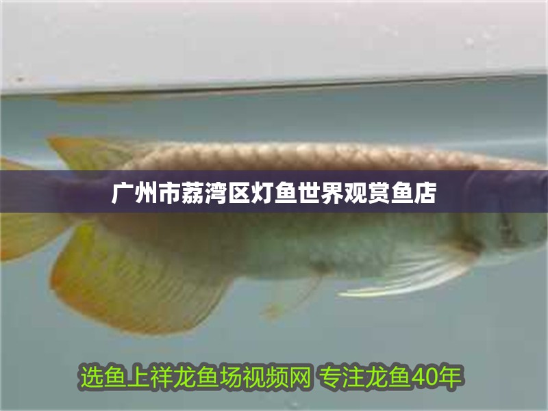 廣州市荔灣區燈魚世界觀賞魚店 廣州市荔灣區燈魚世界觀賞魚店 全國水族館企業名錄
