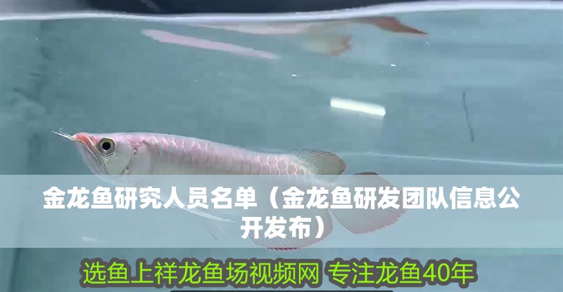 金龍魚研究人員名單（金龍魚研發團隊信息公開發布）