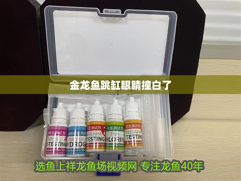 金龍魚跳缸眼睛撞白了
