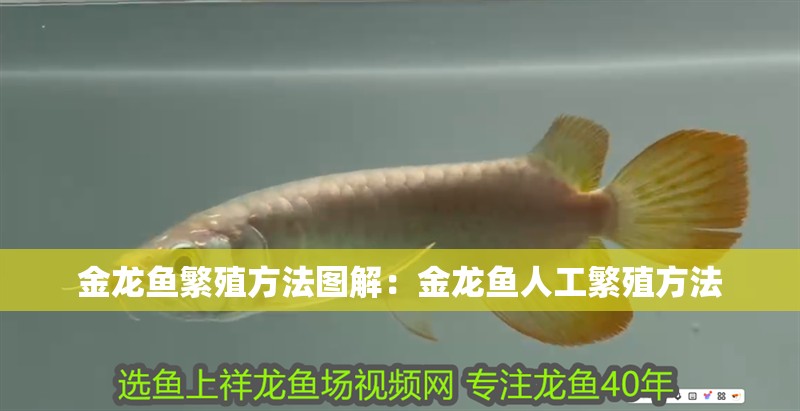 金龍魚繁殖方法圖解：金龍魚人工繁殖方法