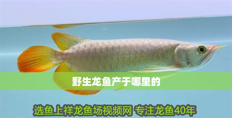 野生龍魚產于哪里的
