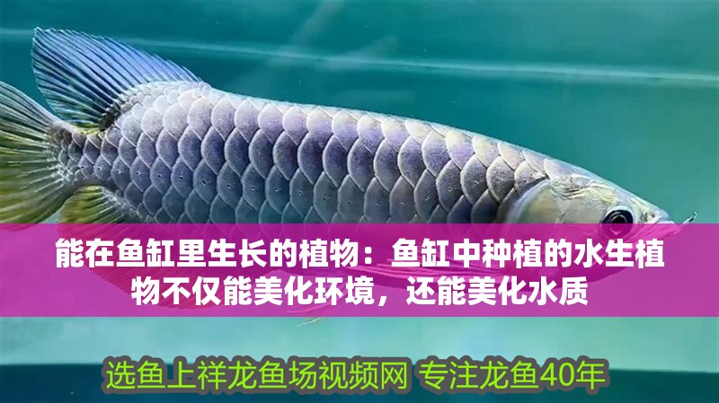 能在魚缸里生長的植物：魚缸中種植的水生植物不僅能美化環境，還能美化水質
