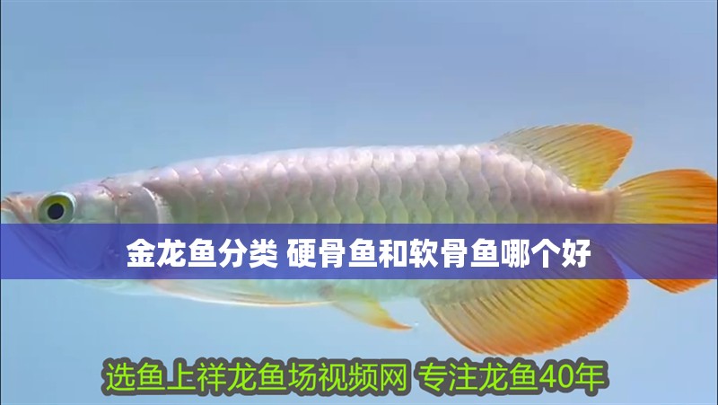 金龍魚分類 硬骨魚和軟骨魚哪個(gè)好 金龍魚分類 硬骨魚和軟骨魚哪個(gè)好 龍魚百科