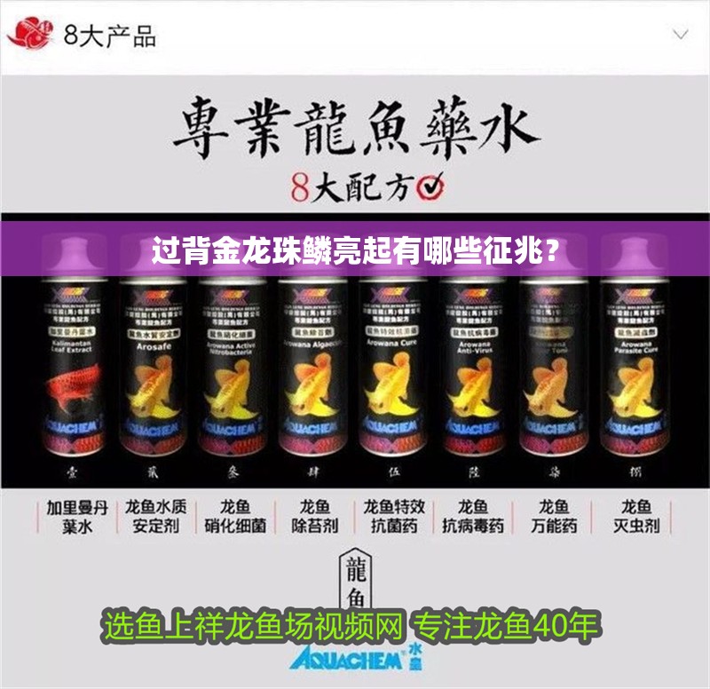 過(guò)背金龍珠鱗亮起有哪些征兆？
