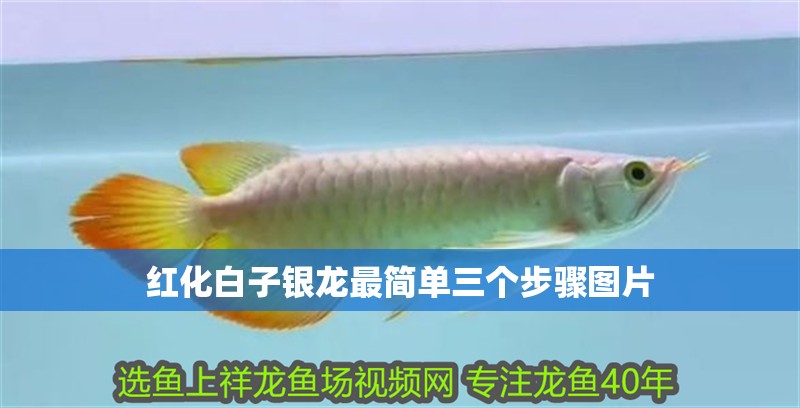 紅化白子銀龍最簡單三個步驟圖片 紅化白子銀龍最簡單三個步驟圖片 龍魚論壇