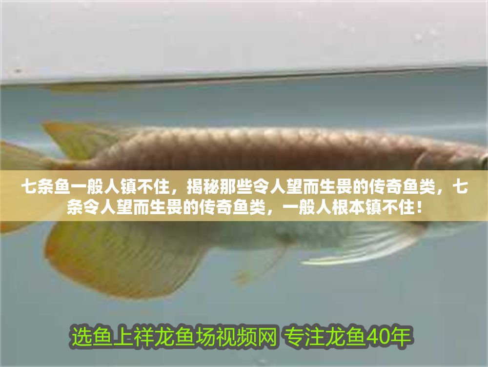 七條魚一般人鎮不住，揭秘那些令人望而生畏的傳奇魚類，七條令人望而生畏的傳奇魚類，一般人根本鎮不住！