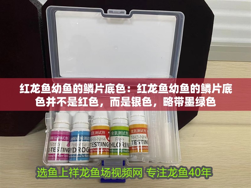 紅龍魚幼魚的鱗片底色：紅龍魚幼魚的鱗片底色并不是紅色，而是銀色，略帶墨綠色