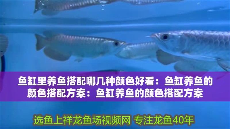 魚缸里養魚搭配哪幾種顏色好看：魚缸養魚的顏色搭配方案：魚缸養魚的顏色搭配方案