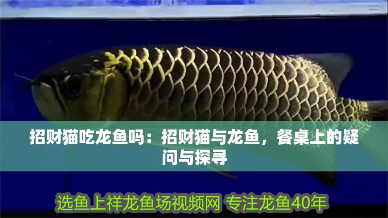 招財貓吃龍魚嗎：招財貓與龍魚，餐桌上的疑問與探尋