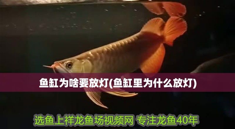 魚缸為啥要放燈(魚缸里為什么放燈)