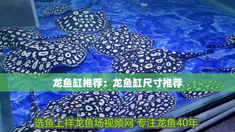 龍魚缸推薦：龍魚缸尺寸推薦 龍魚缸推薦：龍魚缸尺寸推薦 魚缸百科