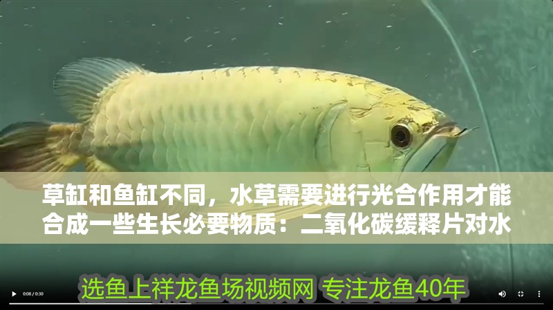 草缸和魚缸不同，水草需要進行光合作用才能合成一些生長必要物質：二氧化碳緩釋片對水草是否有用