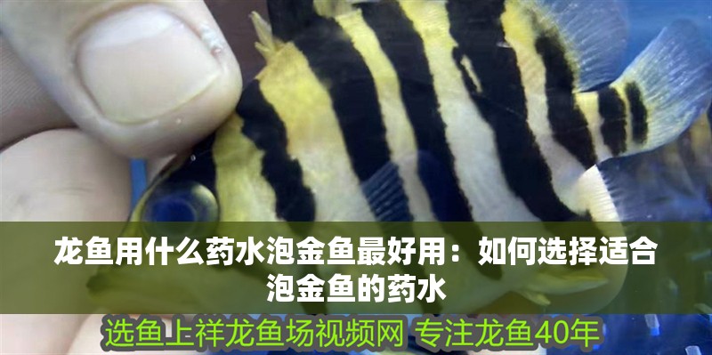 龍魚用什么藥水泡金魚最好用：如何選擇適合泡金魚的藥水 龍魚用什么藥水泡金魚最好用：如何選擇適合泡金魚的藥水 龍魚百科