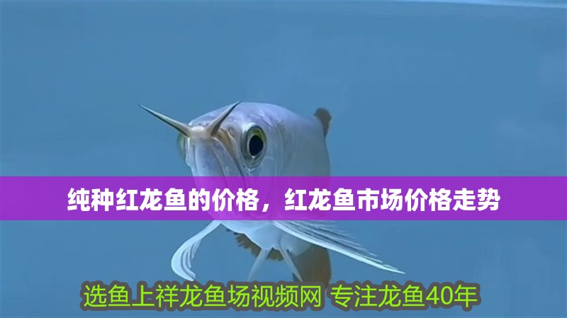 純種紅龍魚的價格，紅龍魚市場價格走勢