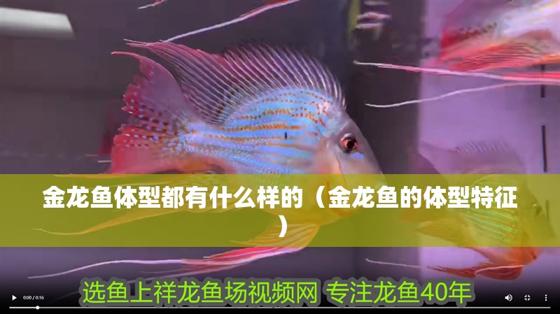 金龍魚體型都有什么樣的（金龍魚的體型特征）