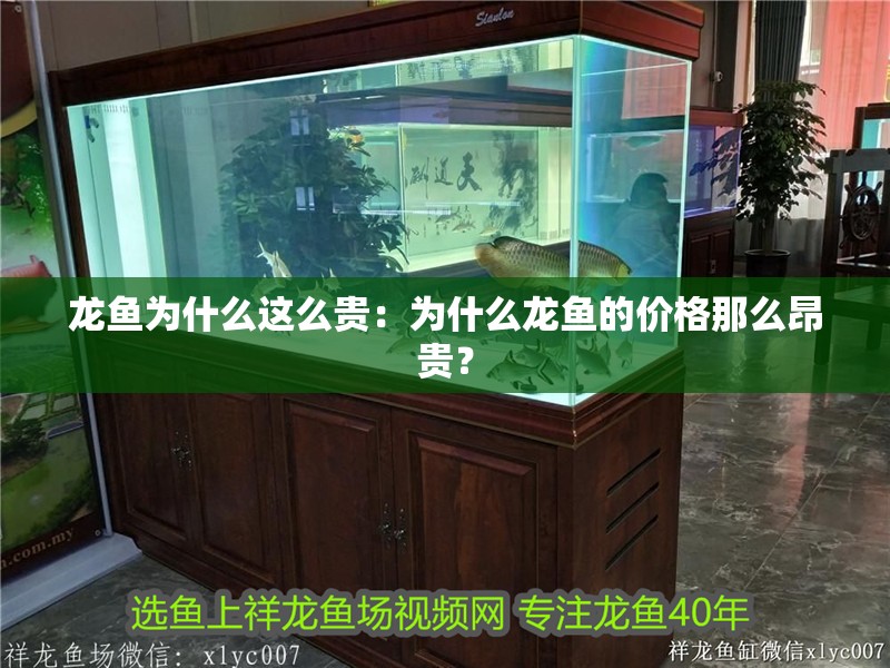 龍魚為什么這么貴：為什么龍魚的價格那么昂貴？
