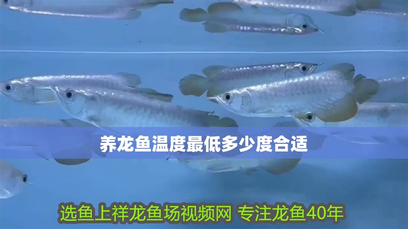 養龍魚溫度最低多少度合適