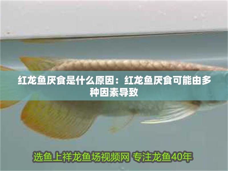 紅龍魚(yú)厭食是什么原因：紅龍魚(yú)厭食可能由多種因素導(dǎo)致