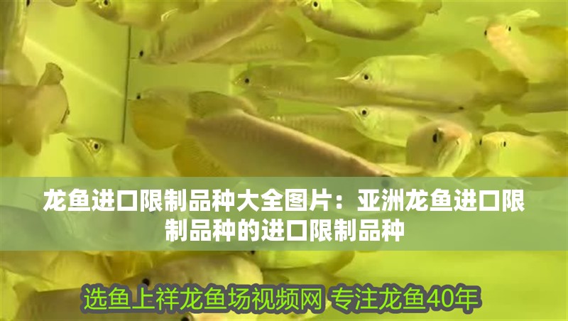 龍魚進口限制品種大全圖片：亞洲龍魚進口限制品種的進口限制品種