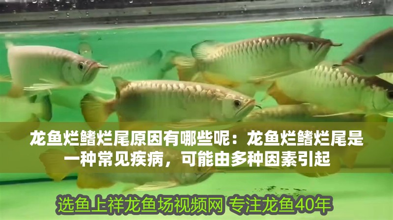 龍魚(yú)爛鰭爛尾原因有哪些呢：龍魚(yú)爛鰭爛尾是一種常見(jiàn)疾病，可能由多種因素引起