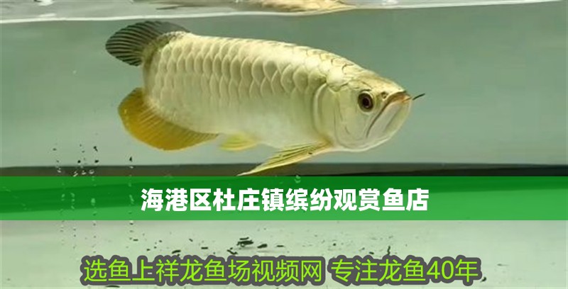 海港區杜莊鎮繽紛觀賞魚店