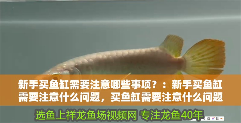 新手買魚缸需要注意哪些事項？：新手買魚缸需要注意什么問題，買魚缸需要注意什么問題