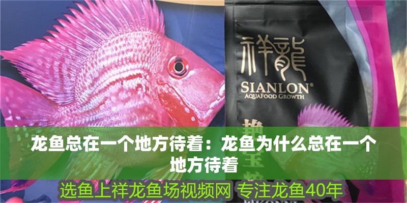 龍魚總在一個地方待著：龍魚為什么總在一個地方待著