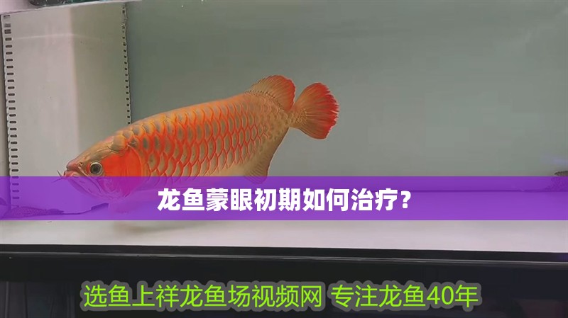 龍魚蒙眼初期如何治療？