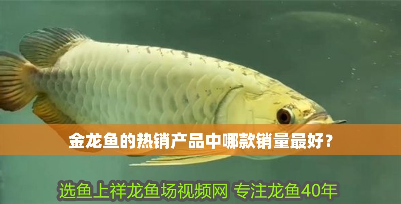 金龍魚的熱銷產品中哪款銷量最好？