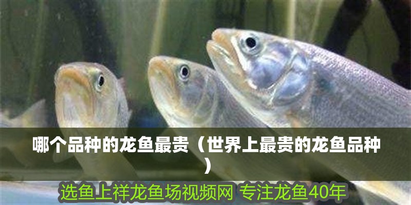 哪個品種的龍魚最貴（世界上最貴的龍魚品種）