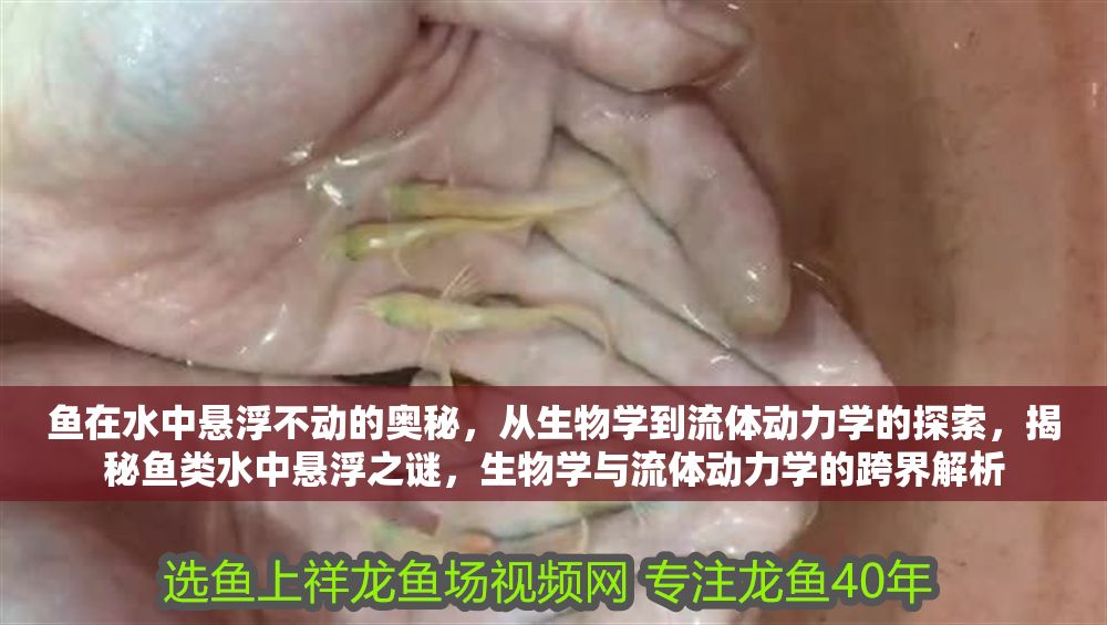 魚在水中懸浮不動的奧秘，從生物學到流體動力學的探索，揭秘魚類水中懸浮之謎，生物學與流體動力學的跨界解析