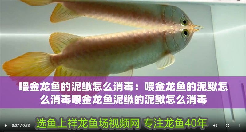 喂金龍魚的泥鰍怎么消毒：喂金龍魚的泥鰍怎么消毒喂金龍魚泥鰍的泥鰍怎么消毒