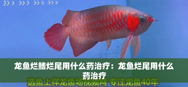 龍魚爛鰭爛尾用什么藥治療：龍魚爛尾用什么藥治療