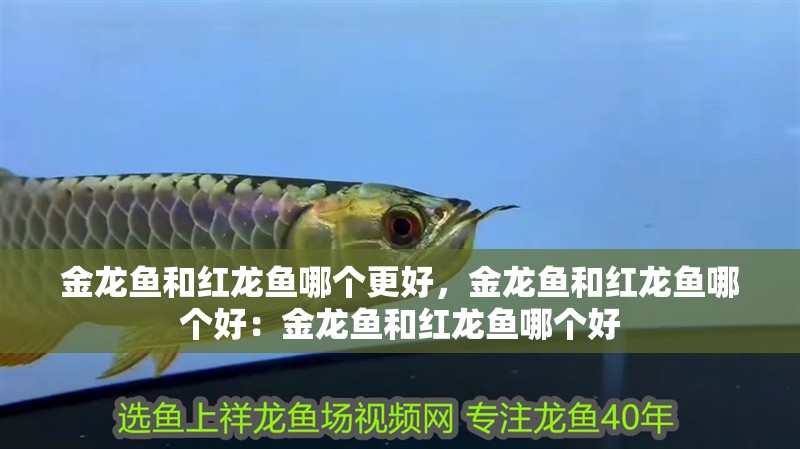 金龍魚和紅龍魚哪個(gè)更好，金龍魚和紅龍魚哪個(gè)好：金龍魚和紅龍魚哪個(gè)好