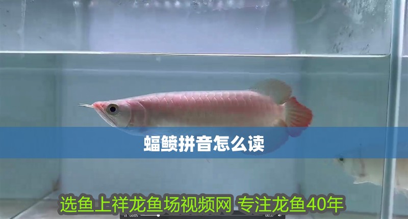 蝠鲼拼音怎么讀 蝠鲼拼音怎么讀 龍魚論壇