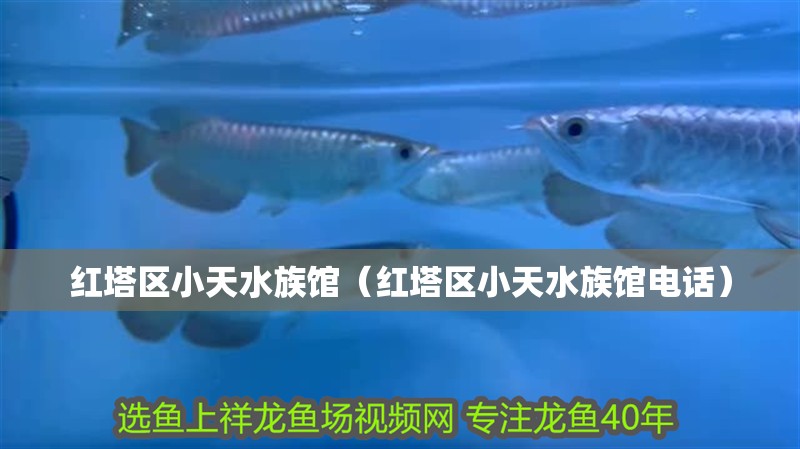 紅塔區(qū)小天水族館（紅塔區(qū)小天水族館電話）